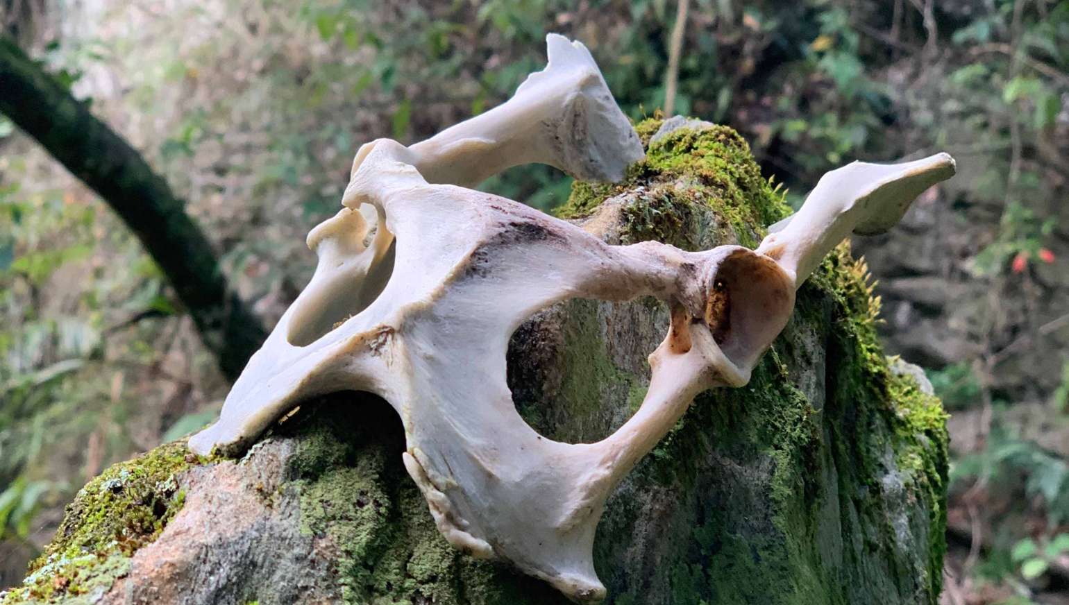 煉金是自我修煉，為的是實現靈魂的渴望